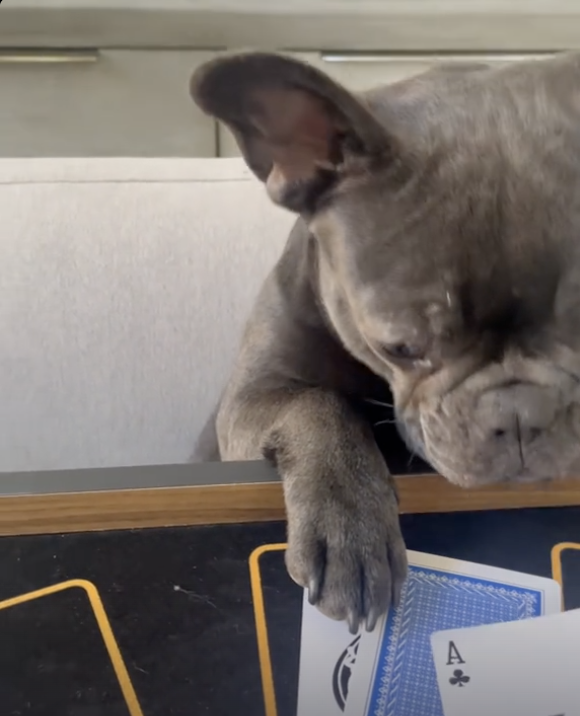 Frenchie Casino Poker Night !